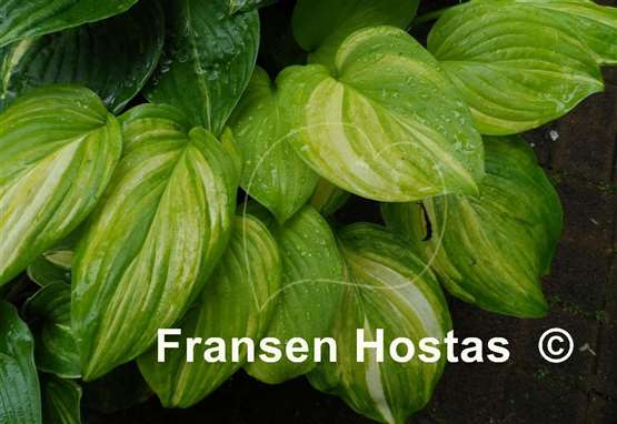 Hosta Color Parade